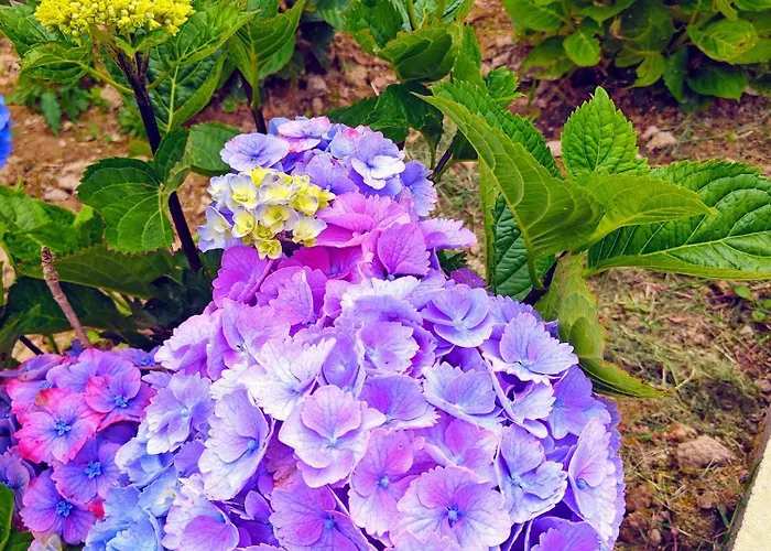 Benilde ロッジ ポヴォアサン