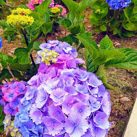 Benilde Domek letniskowy Povoacao (Sao Miguel)